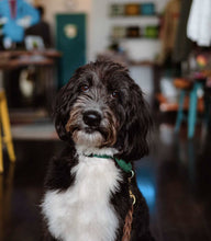 Load image into Gallery viewer, Doodle Power Cap