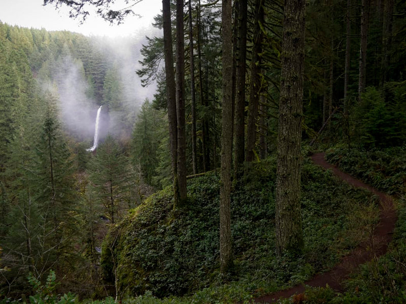 Silver Falls State Park in Winter: 3 Reasons Why You Should Visit Now