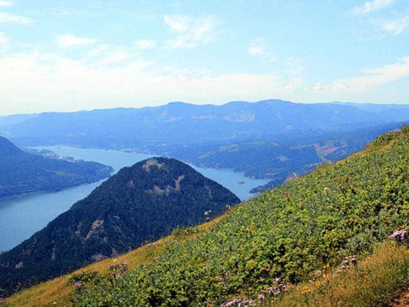 5 of the Best Wildflower Hikes Near Portland